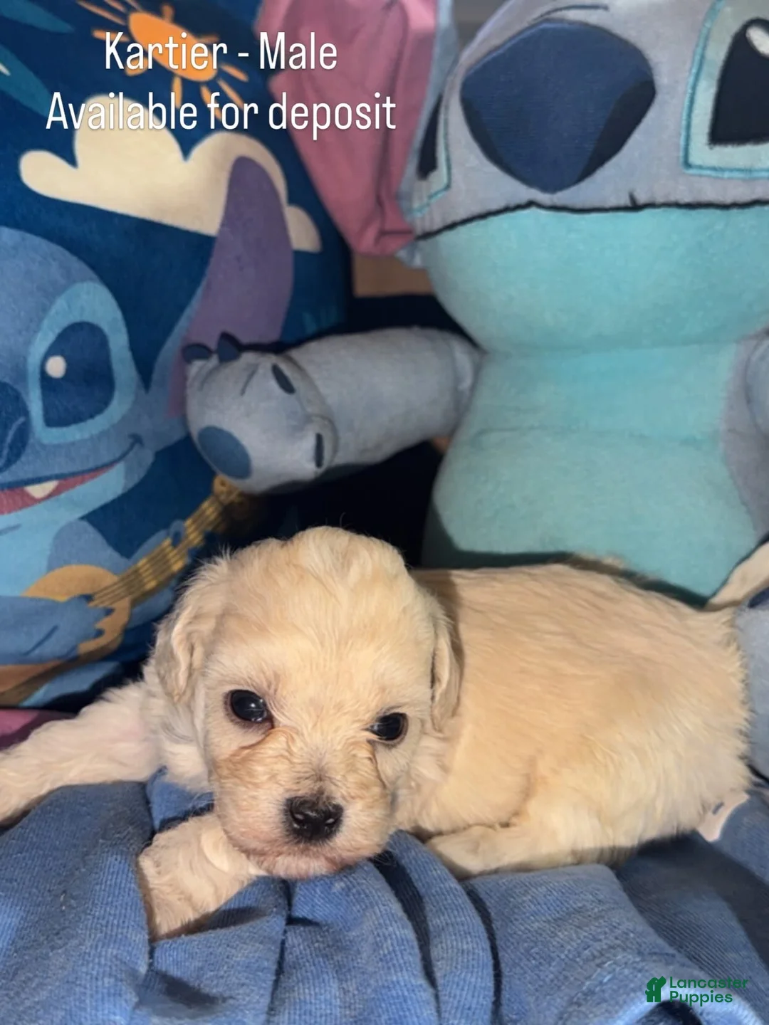 Teddy Bear dogs for sale: Teddy Bear - Kartier - Ad 1