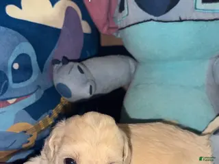 Teddy Bear dogs for sale: Teddy Bear - Kartier - Ad 3