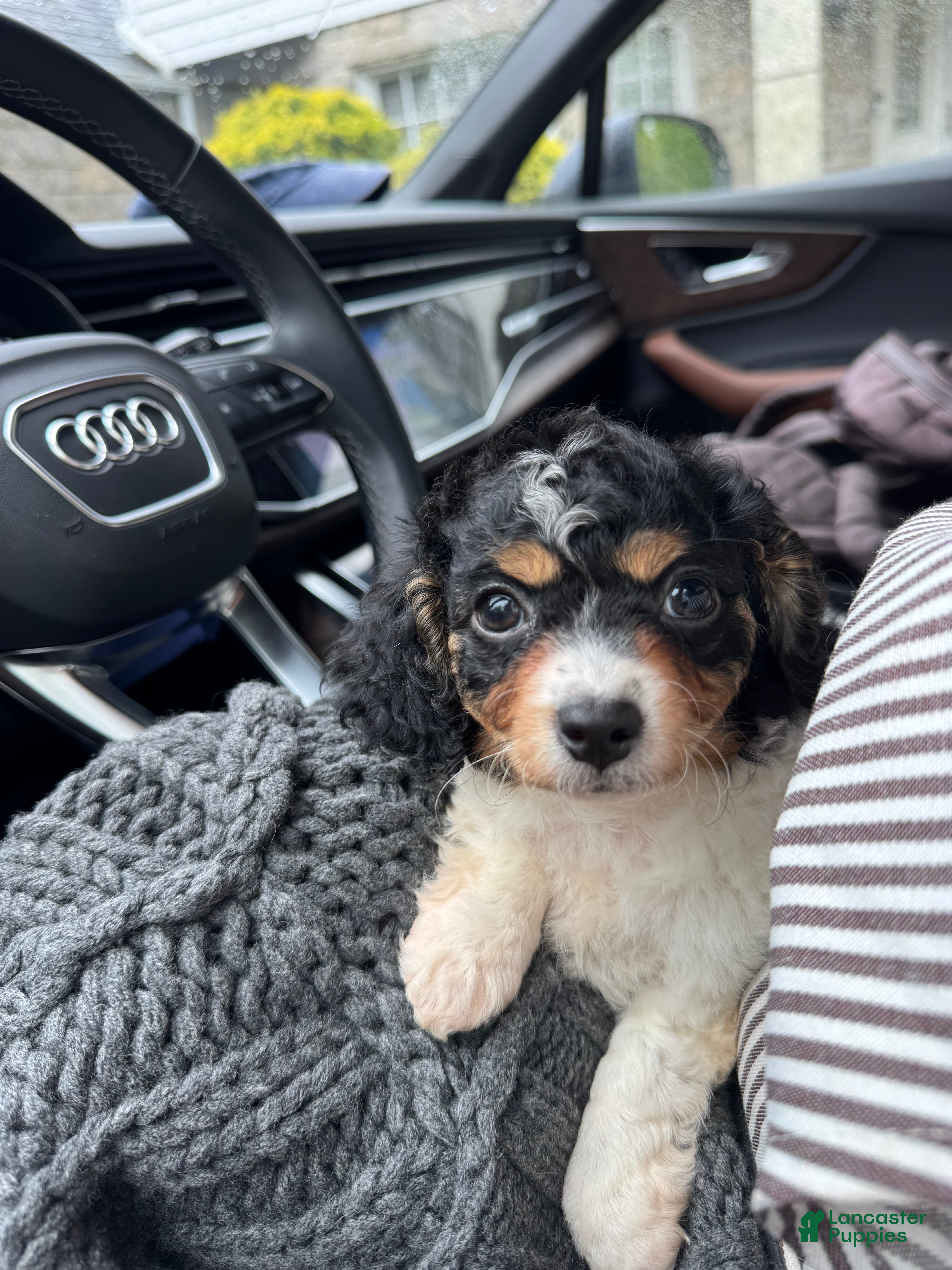 Cavapoo dogs Piper  - Ad 1