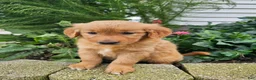 Golden Retriever dogs for sale: Kara - Ad 7