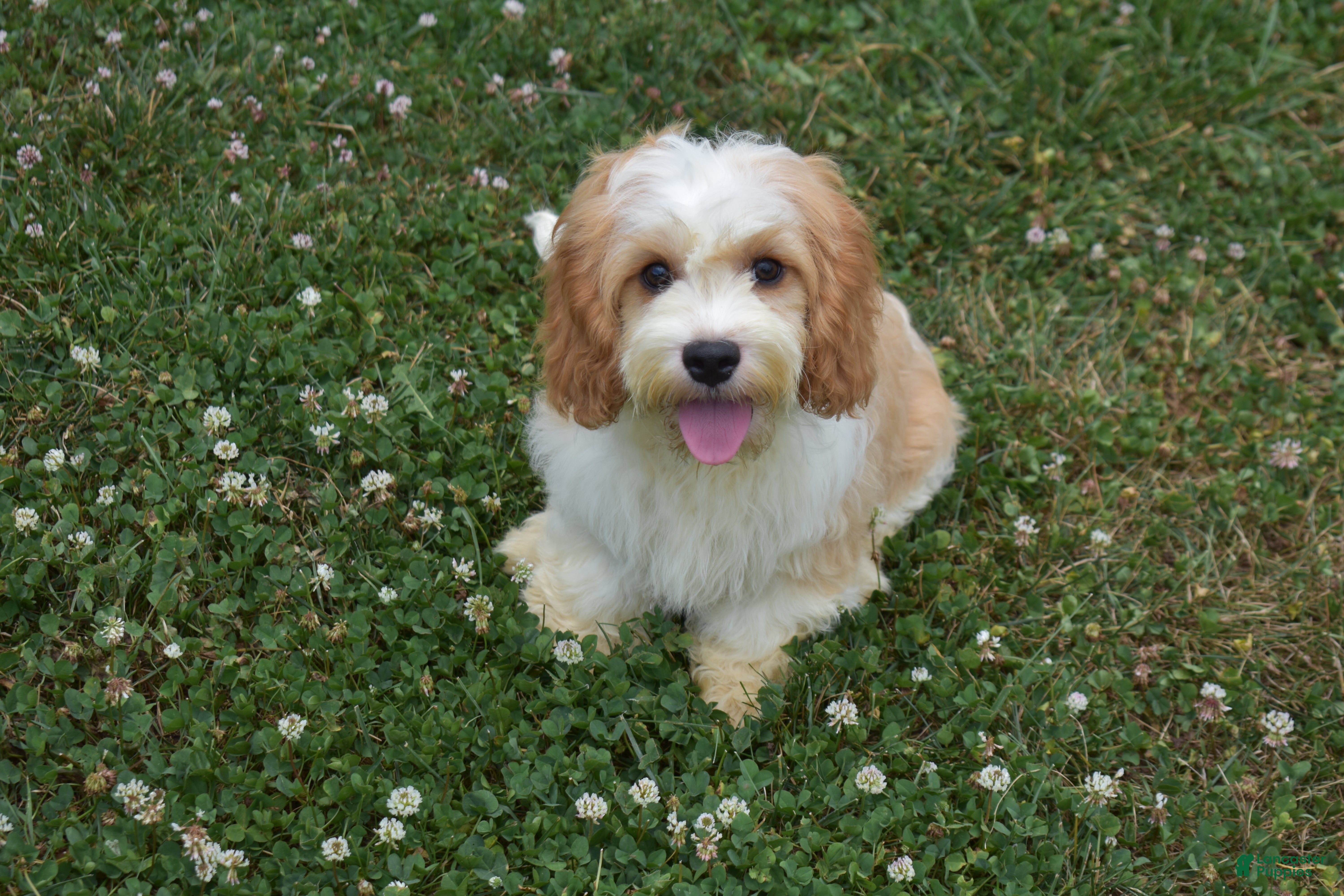 Cavapoo dogs Larry - Ad 2