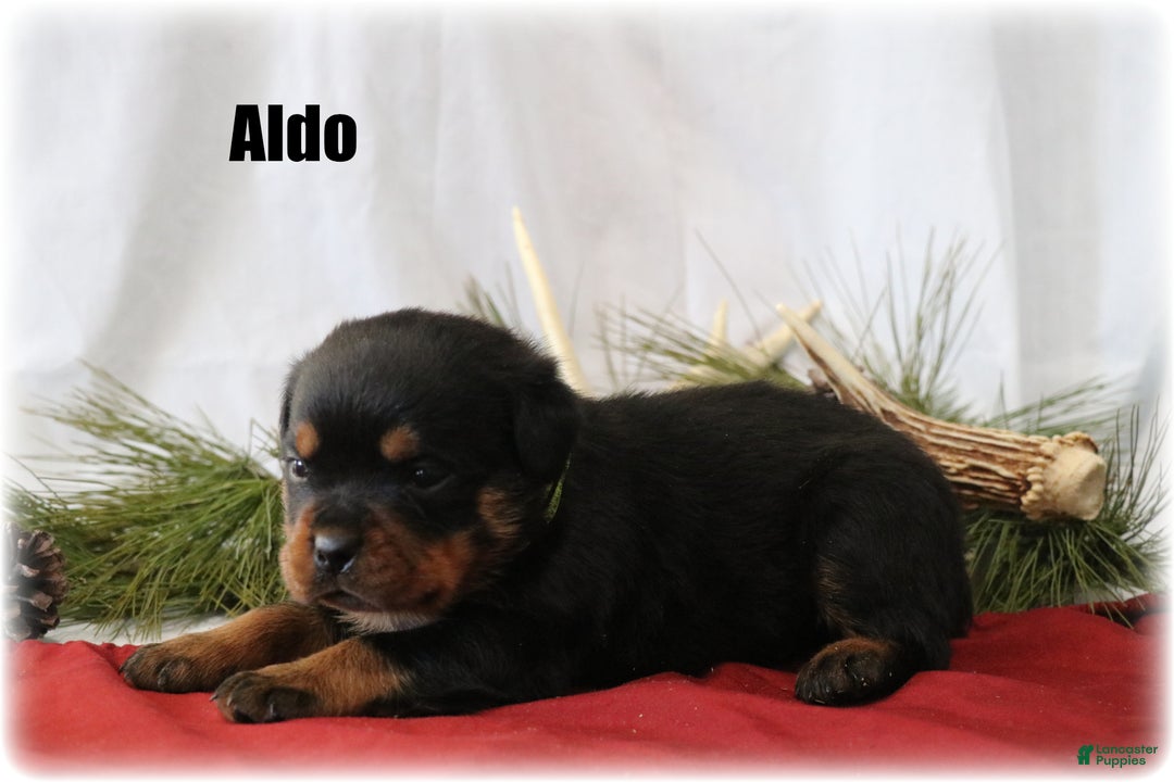 Rottweiler dogs for sale: Aldo - Ad 1