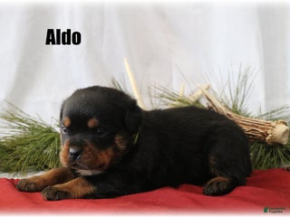 Rottweiler dogs Aldo - Ad 13