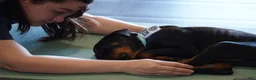 Rottweiler dogs for sale: Light Blue Collar - Ad 10
