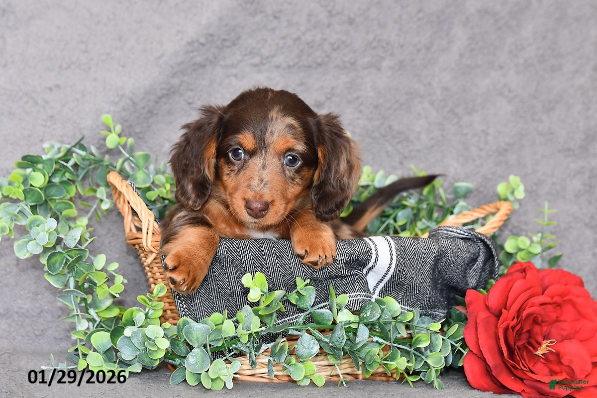 Miniature Dachshund dogs Chloe - Ad 22