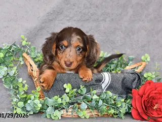 Miniature Dachshund dogs Chloe - Ad 22