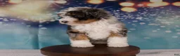 Mini Bernedoodle dogs for sale: Crew - Ad 10