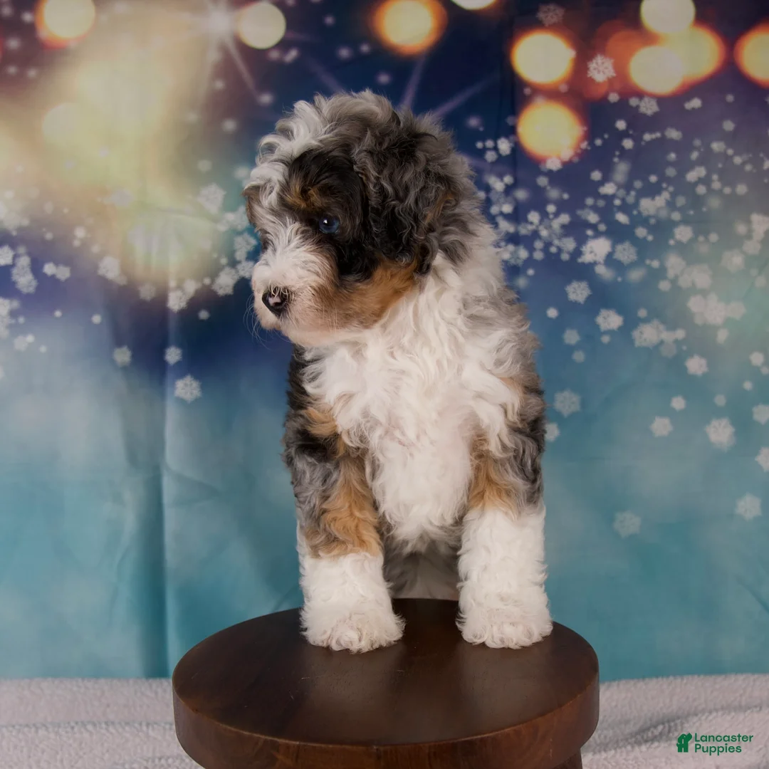 Mini Bernedoodle dogs for sale: Crew - Ad 10