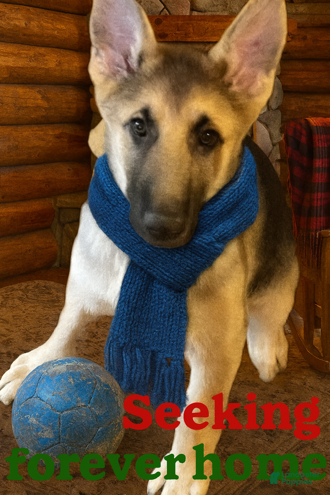 German Shepherd dogs for sale: Precious - Ad 17