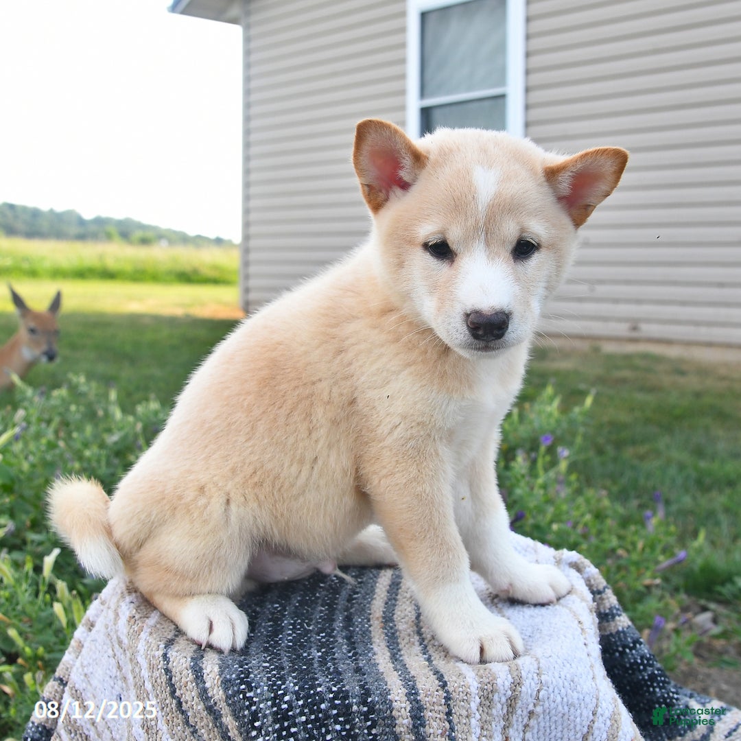 Shiba Inu dogs for sale: Shiba Inu 4 puppies - Ad 12