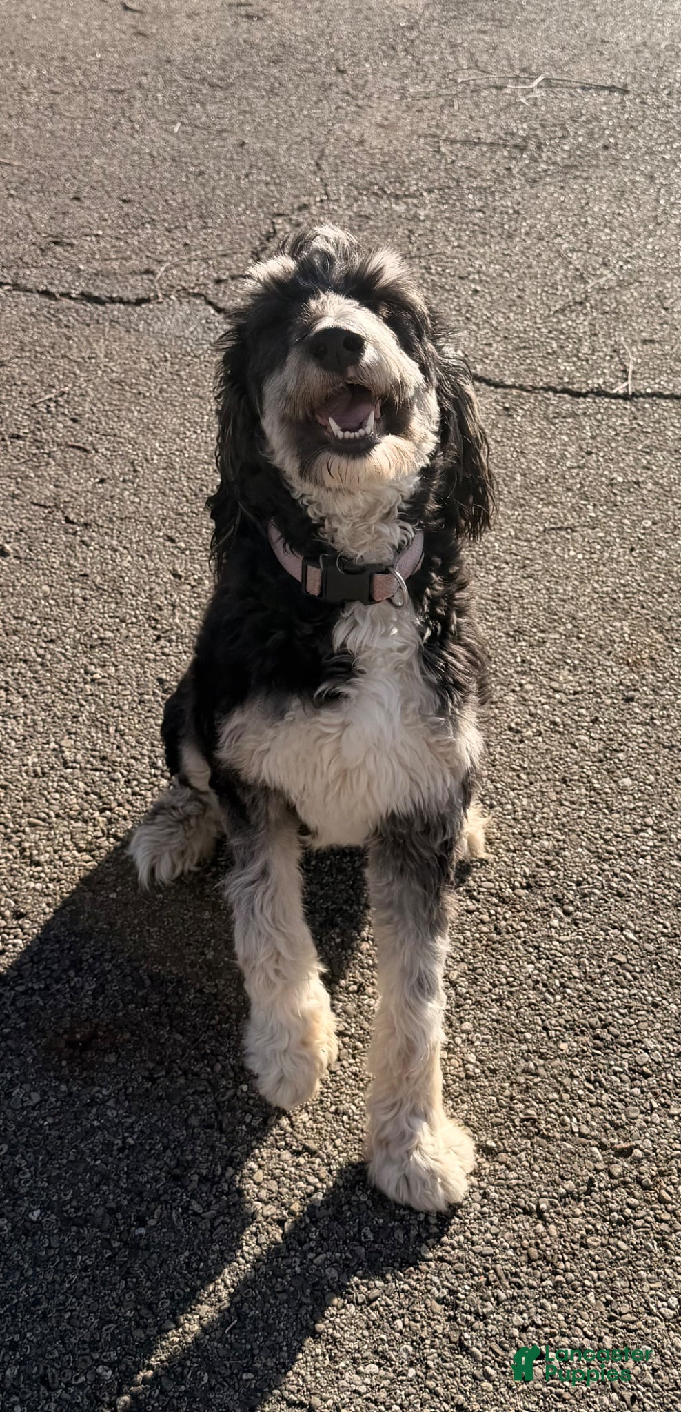 Mini Bernedoodle dogs Hope - Ad 1