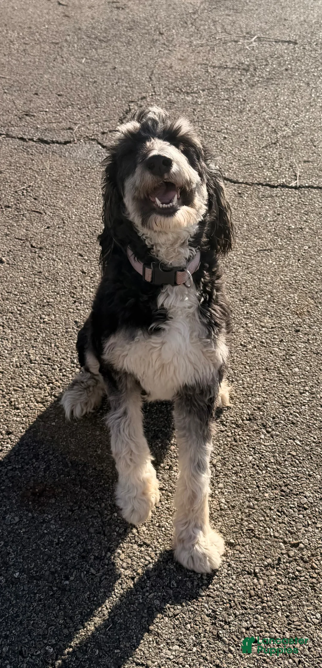 Mini Bernedoodle dogs for sale: Hope - Ad 1