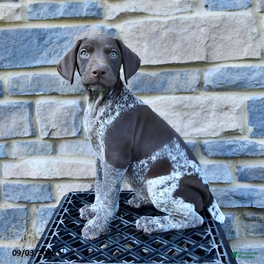 German Shorthaired Pointer dogs Remi  - Ad 2