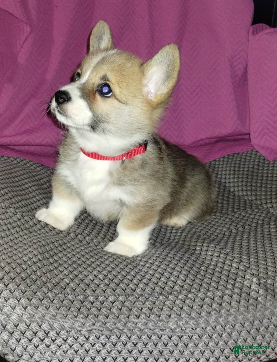 Welsh Corgi Pembroke dogs for sale: Riley - Ad 5