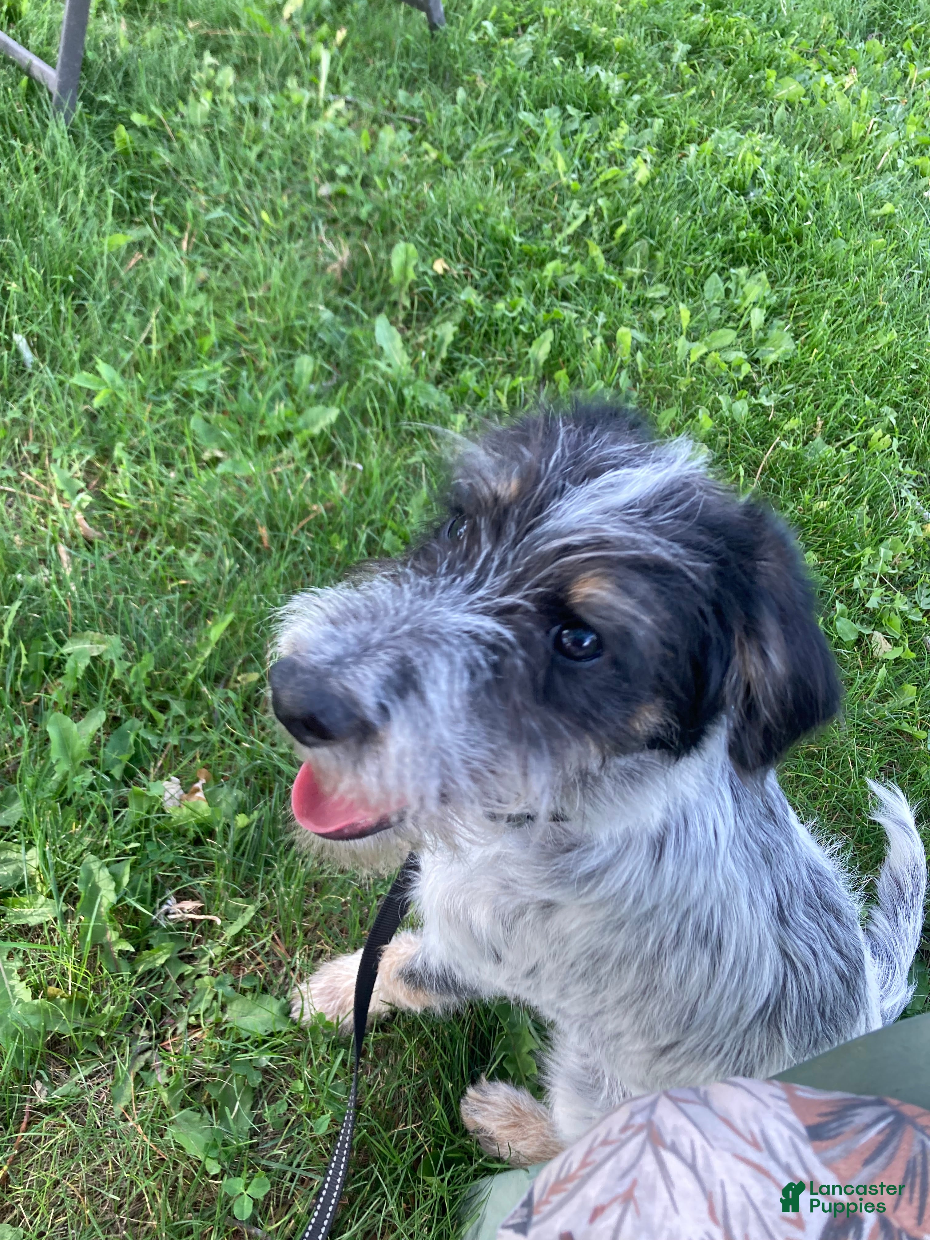 Mini Aussiedoodle dogs Miniature Aussiedoodle Charlie - Ad 1