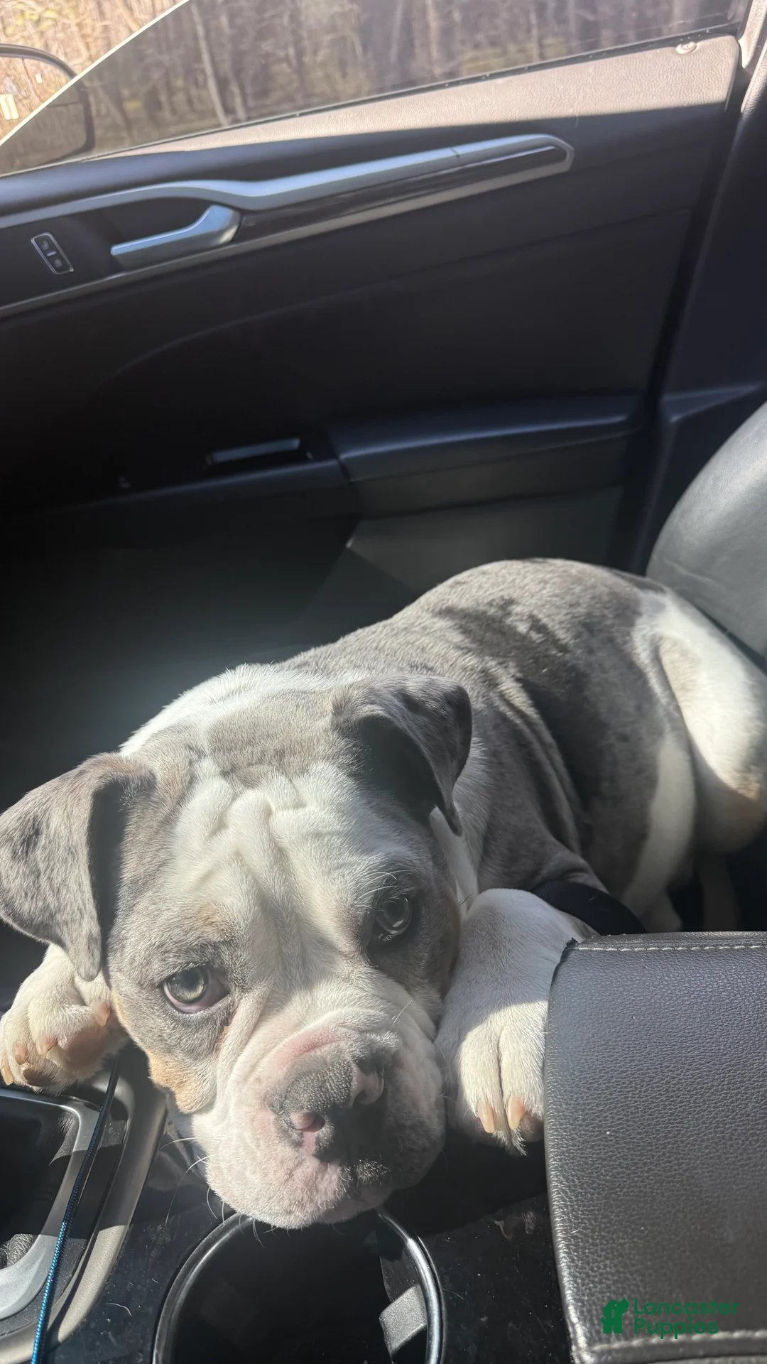 Olde English Bulldogge dogs for sale: Olde English Bulldogge 1 - Ad 2