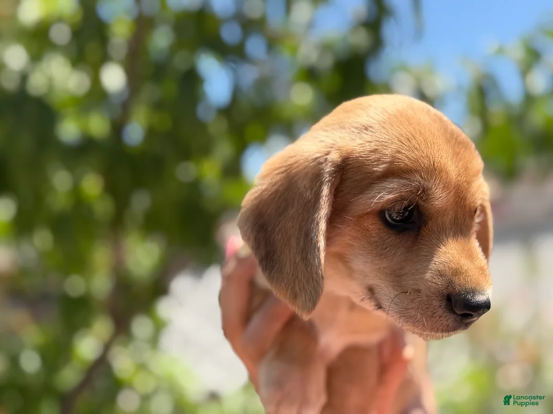 Mixed Breed dogs for sale: Izsak - Ad 2