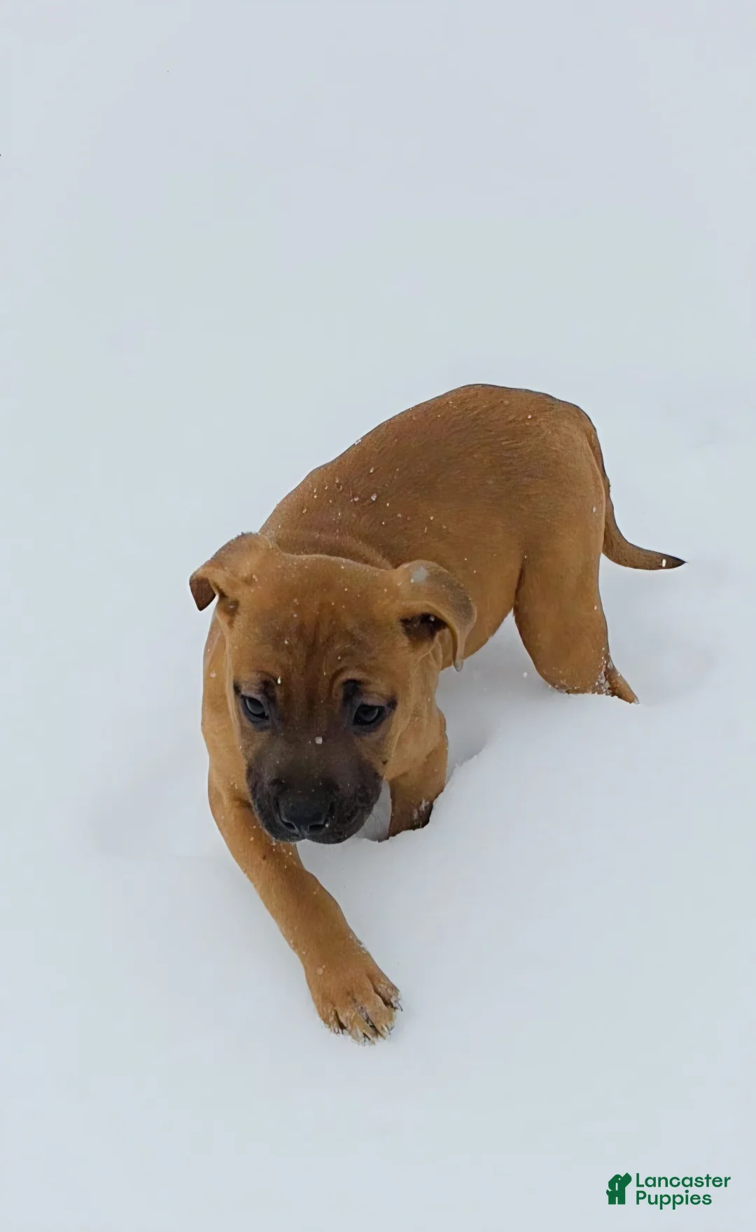 Mixed Breed dogs for sale: Rose 🌹  - Ad 3