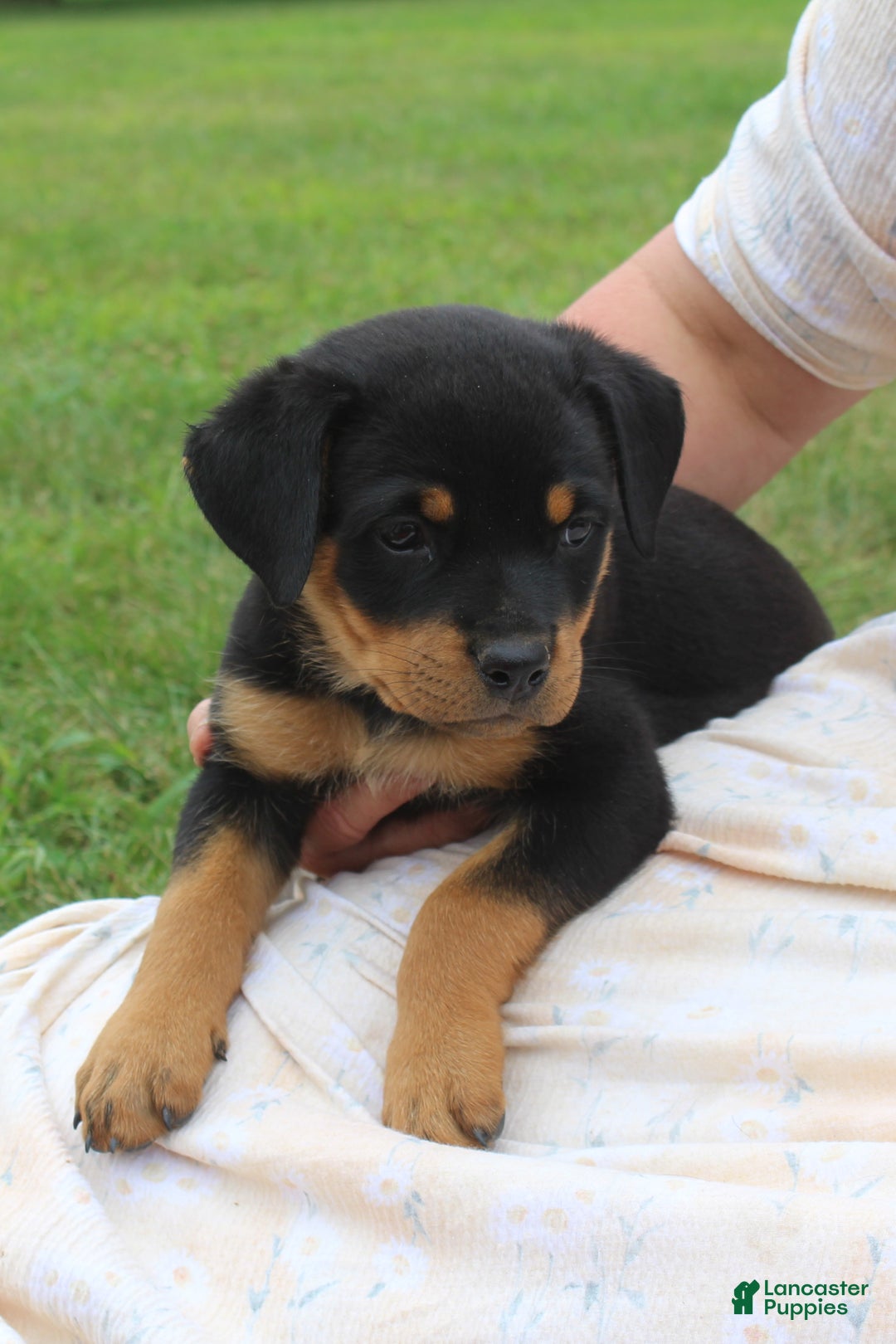 Cross Shar Rott Pei Puppies Shar Pei Puppies For Sale In London