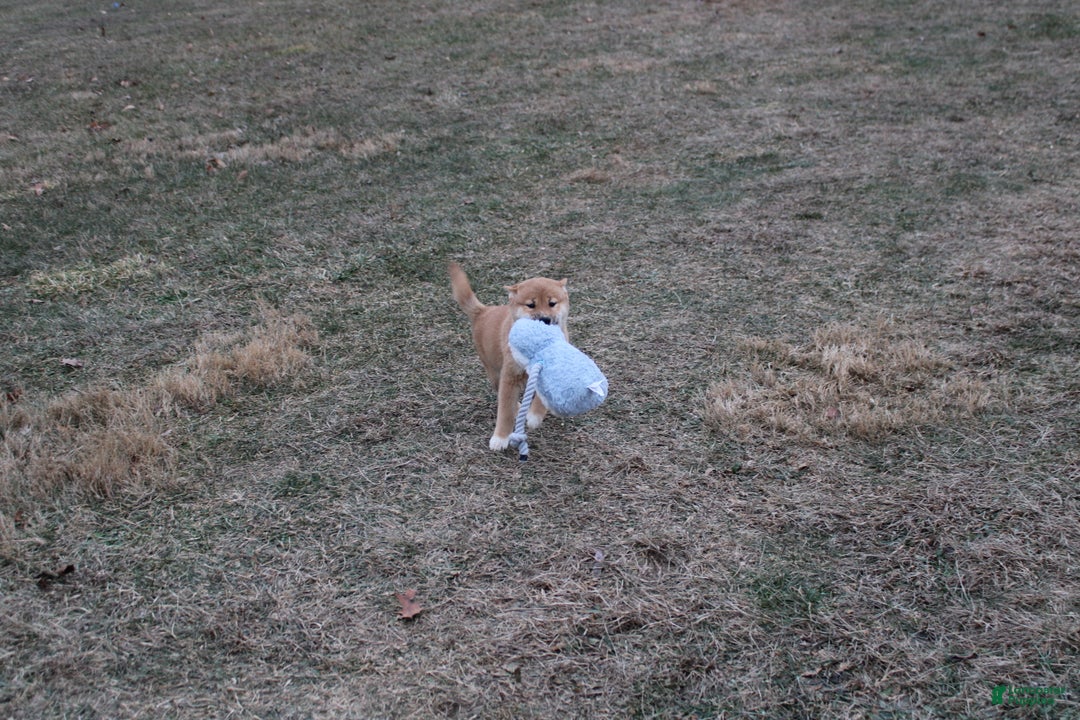 Shiba Inu dogs for sale: Ornament  - Ad 3