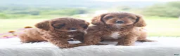 Cavapoo dogs for sale: Benji  - Ad 6