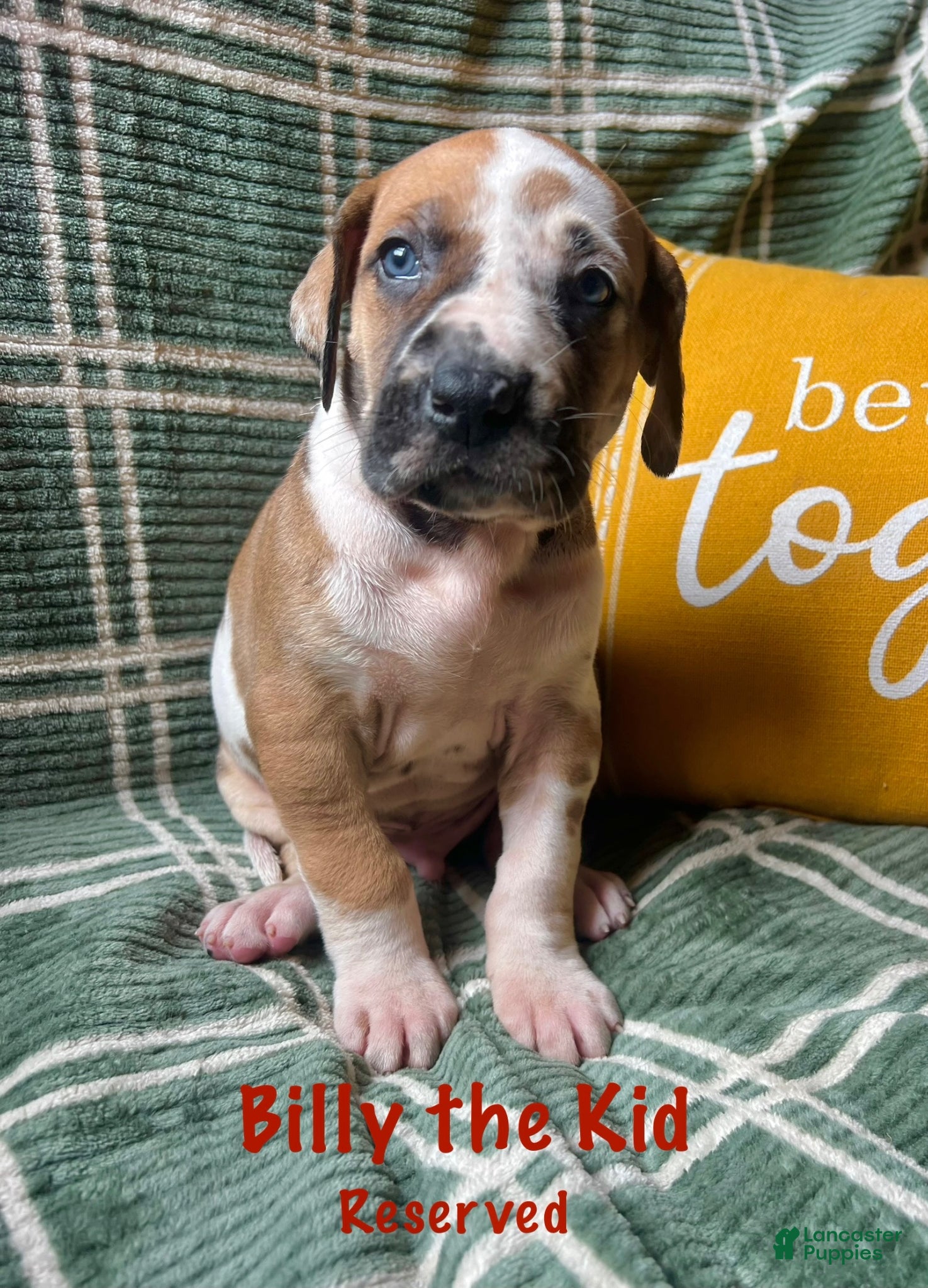 Great Dane dogs Billy the kid - Ad 23