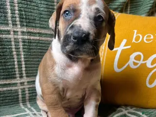 Great Dane dogs Billy the kid - Ad 38