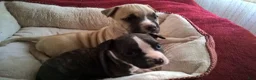 American Staffordshire Terrier dogs for sale: American Staffordshire Terrier 2 - Ad 34