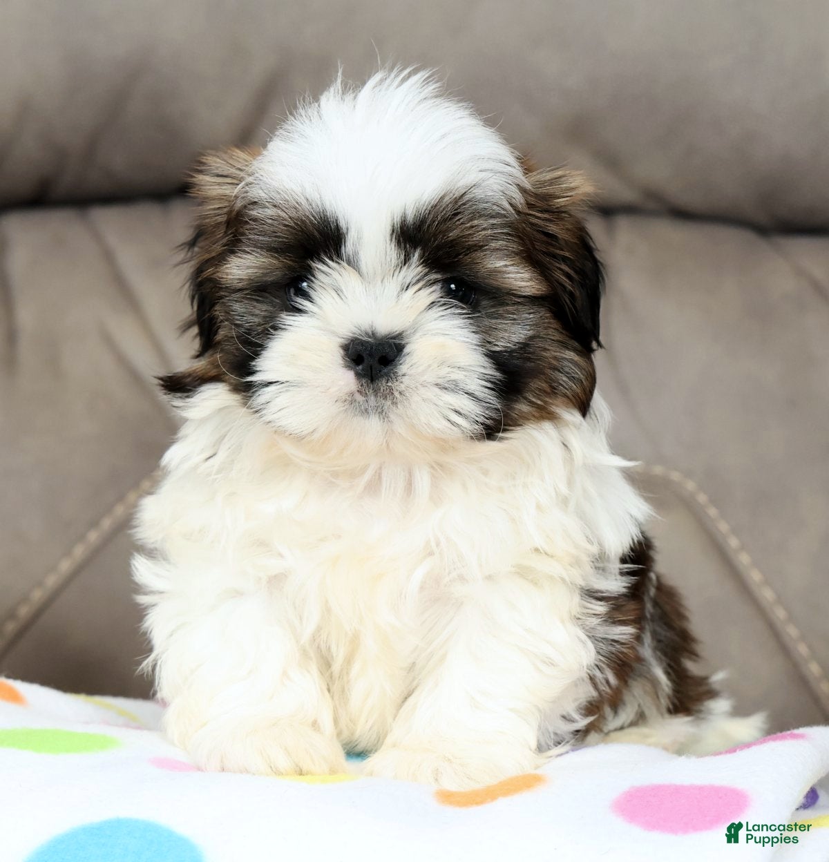Shih Tzu dogs Marshall - Ad 2