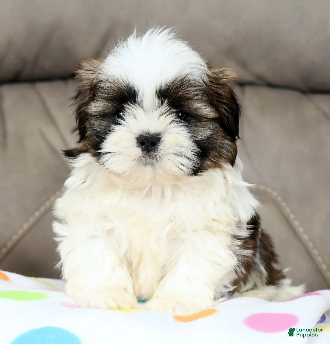 Shih Tzu dogs for sale: Marshall - Ad 2
