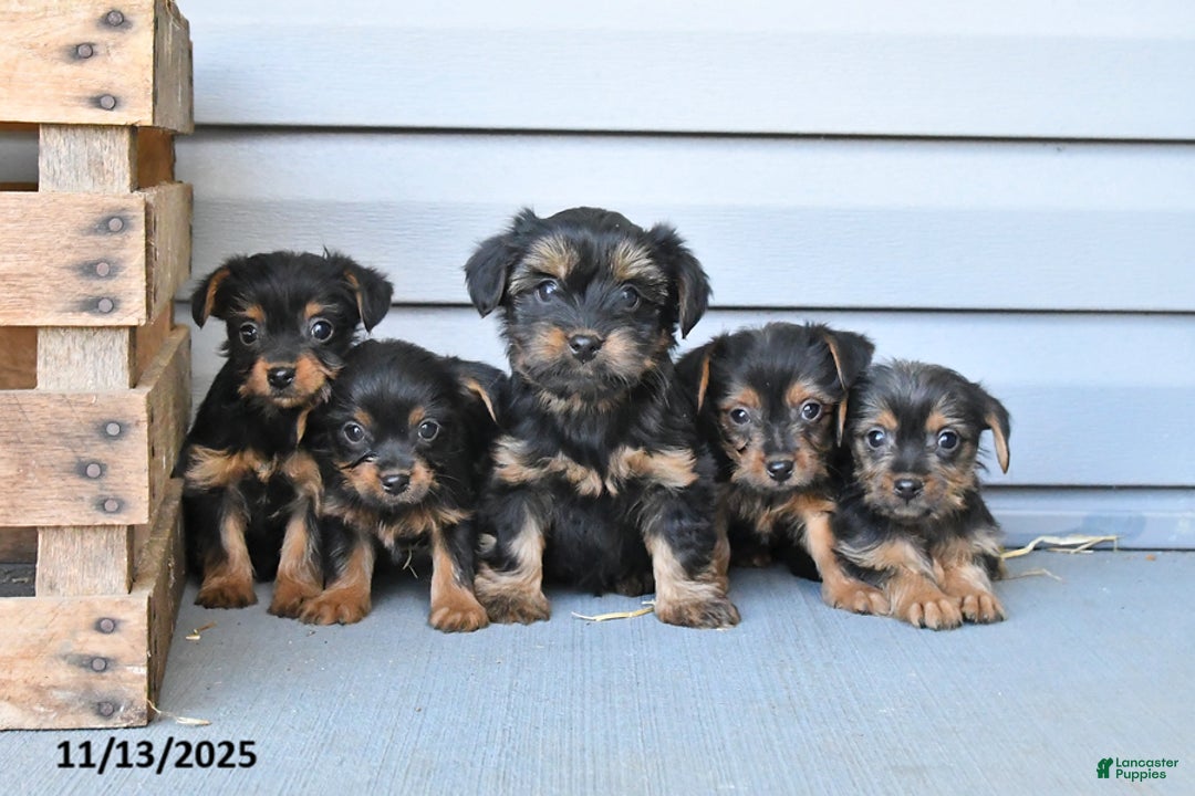 Yorkshire Terrier dogs for sale: Hershey - Ad 3