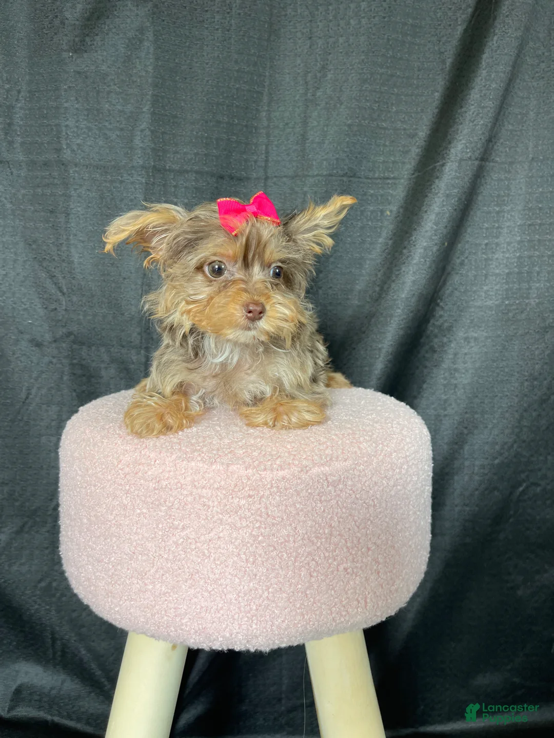 Yorkshire Terrier dogs for sale: Tiny Chocolate Merle Girl - Ad 2