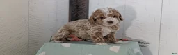 Cockapoo dogs for sale: Tara - Ad 14