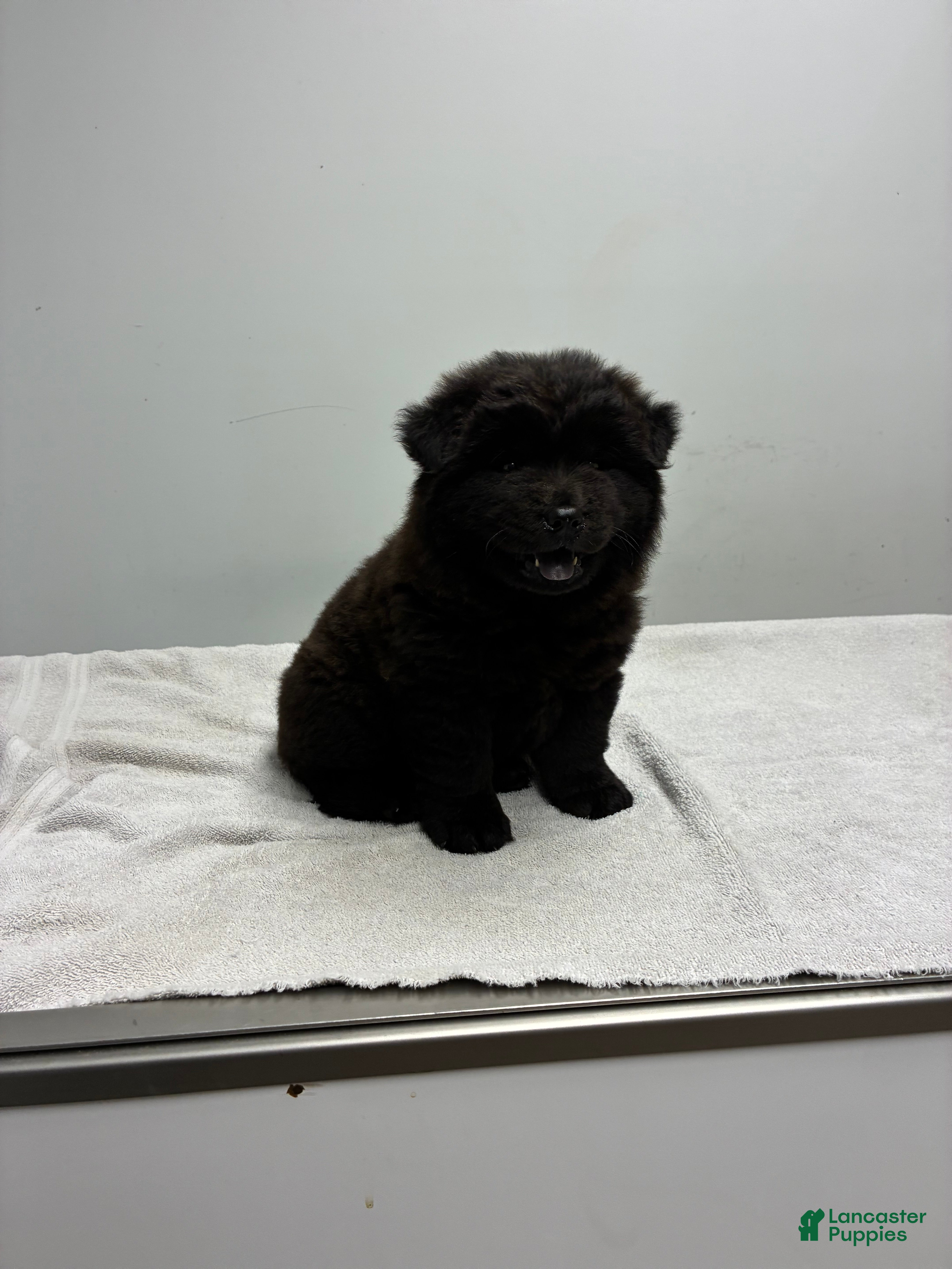 Chow Chow dogs Sunshine - Ad 1