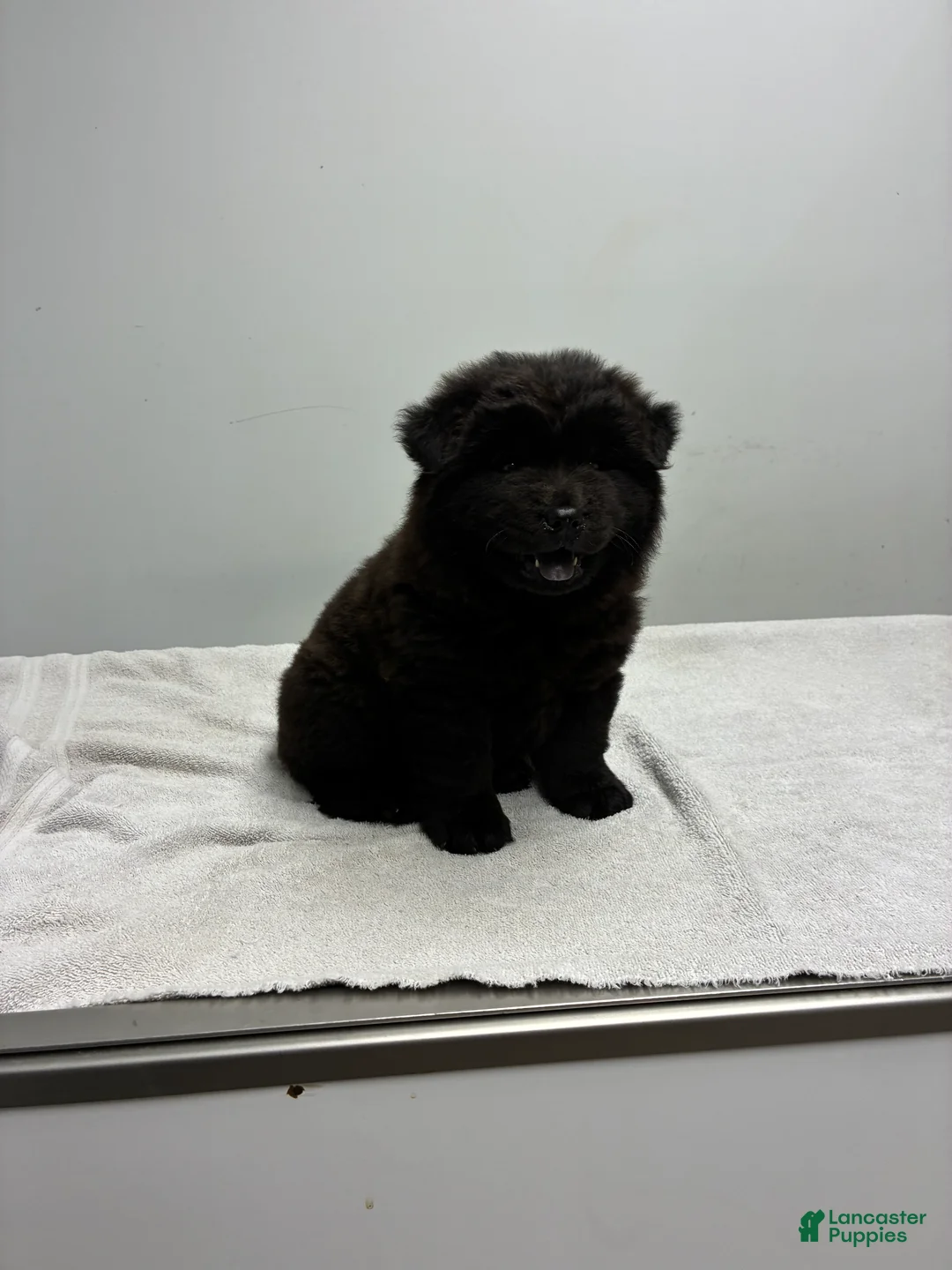 Chow Chow dogs for sale: Sunshine - Ad 1