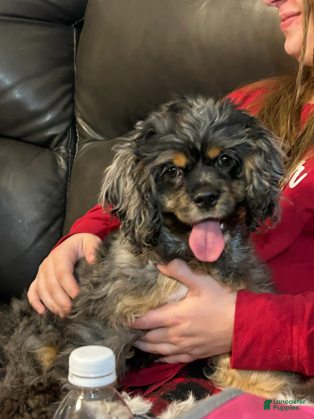 Gallery Image {{count}}