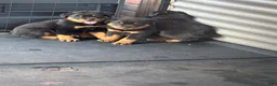 Rottweiler dogs for sale: Rottweiler 1 - Ad 8