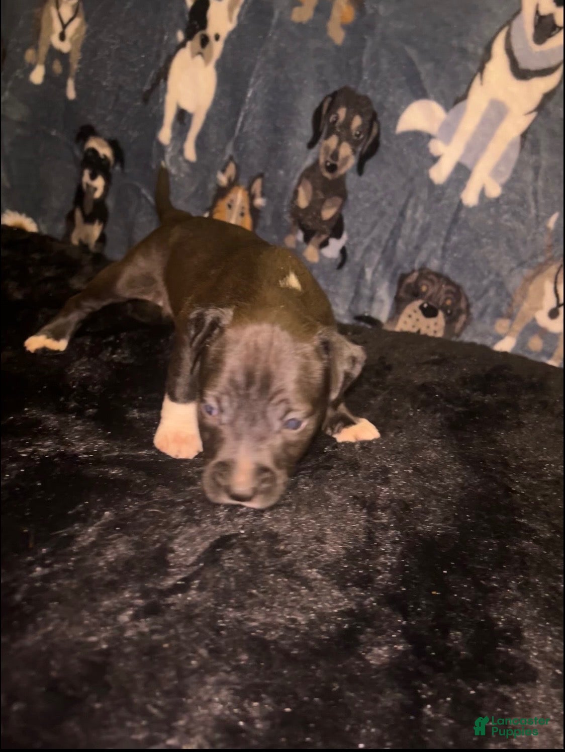 American Bully dogs Girl 🩷 •Pocket Bully• - Ad 2