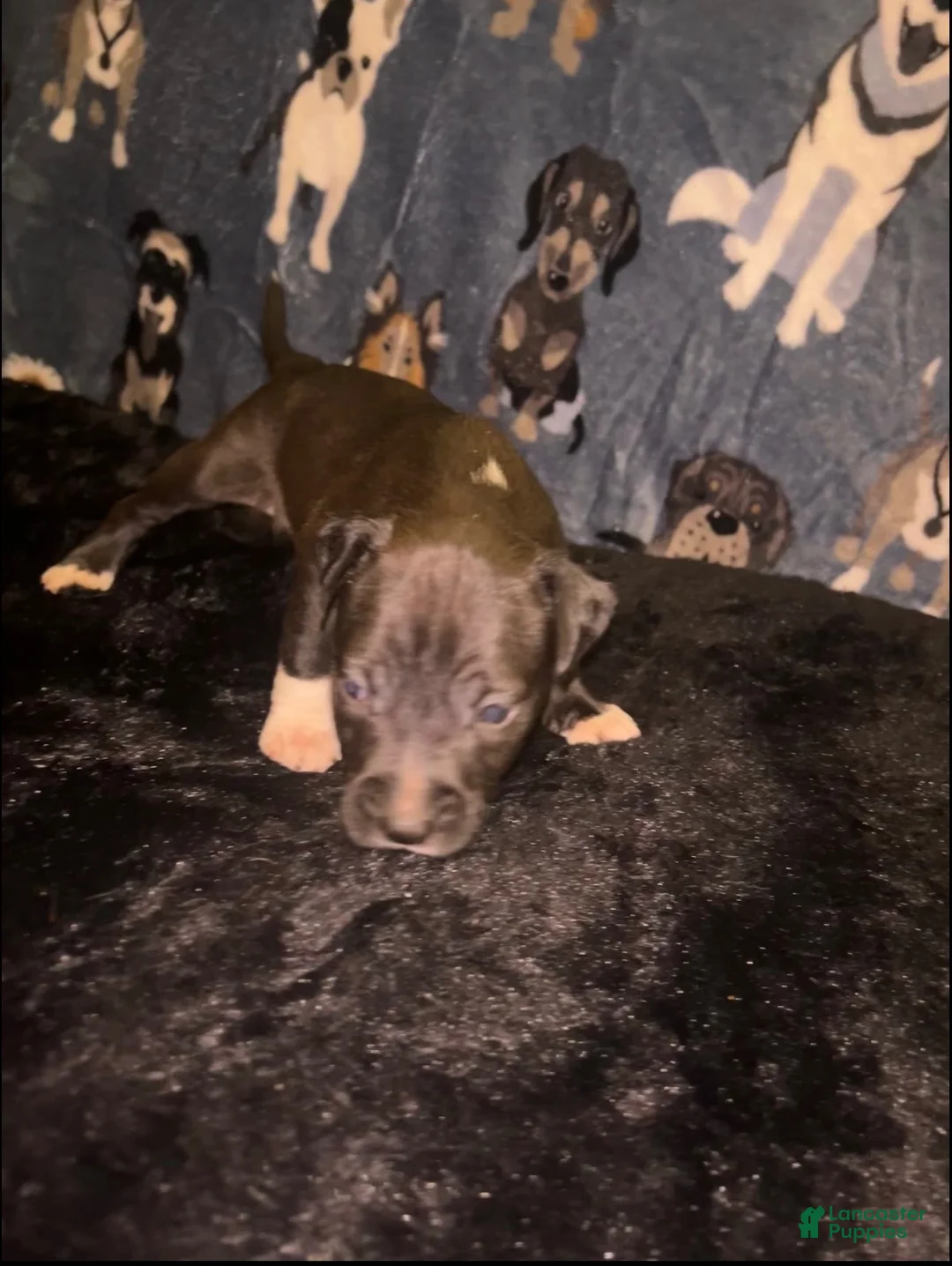 American Bully dogs for sale: Girl 🩷 •Pocket Bully• - Ad 2