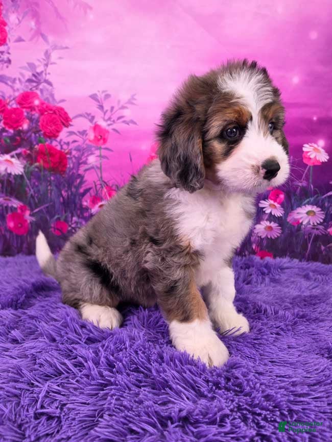 Mini Bernedoodle dogs Boba - Ad 2