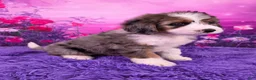 Mini Bernedoodle dogs for sale: Boba - Ad 2