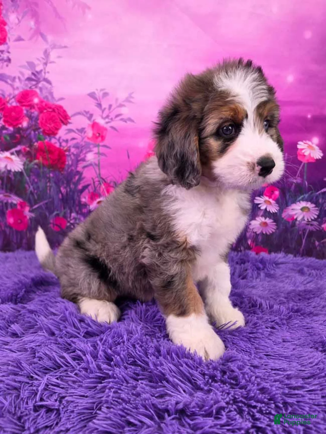 Mini Bernedoodle dogs for sale: Boba - Ad 2