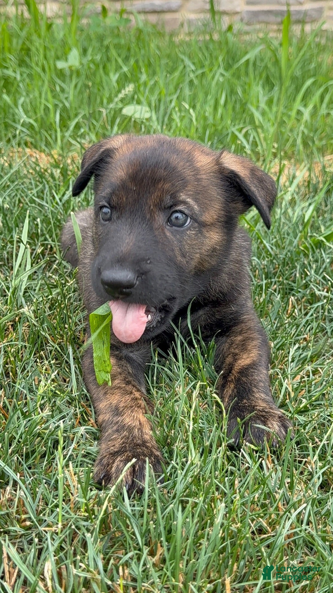 Mixed Breed dogs for sale: Jericho - Ad 2