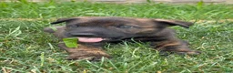 Mixed Breed dogs for sale: Jericho - Ad 1