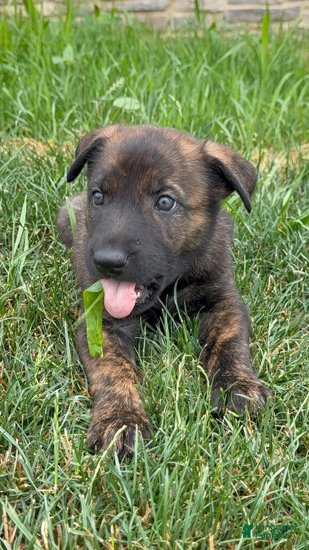 Mixed Breed dogs for sale: Jericho - Ad 1