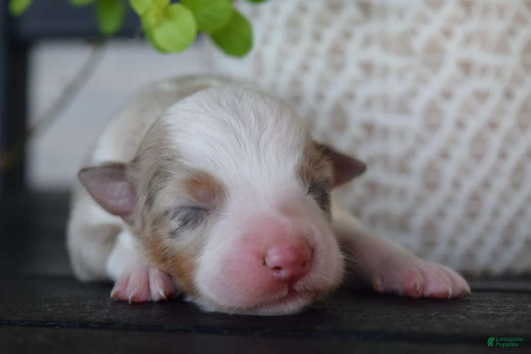 Australian Shepherd dogs for sale: Fawn - Ad 1
