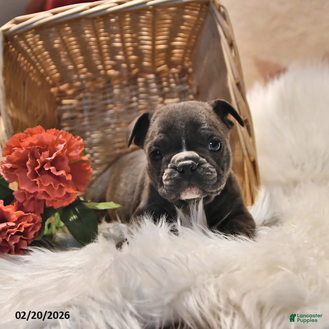 Frenchton dogs for sale: Blue  - Ad 2