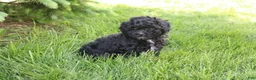 Toy Poodle dogs for sale: Sadie - Ad 3