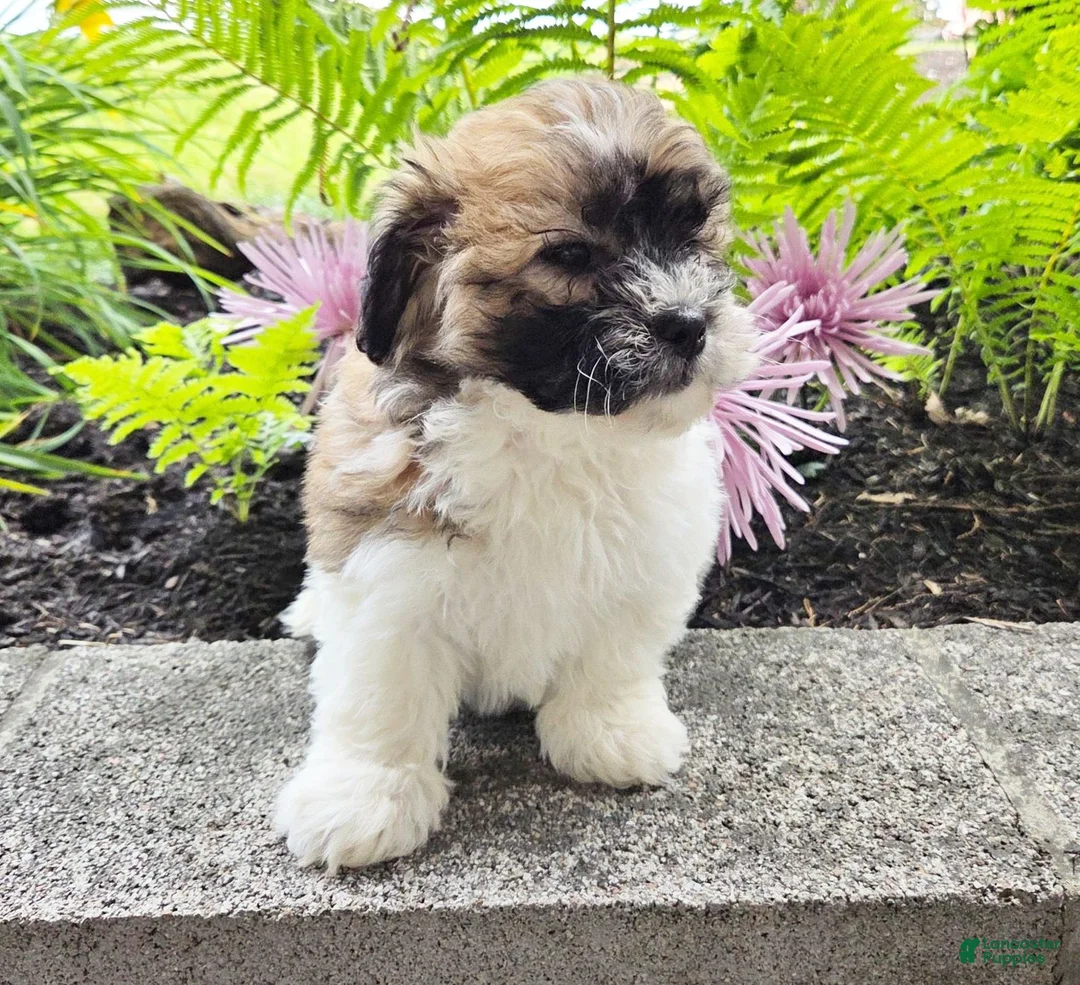 Teddy Bear dogs for sale: Tommy - Ad 2