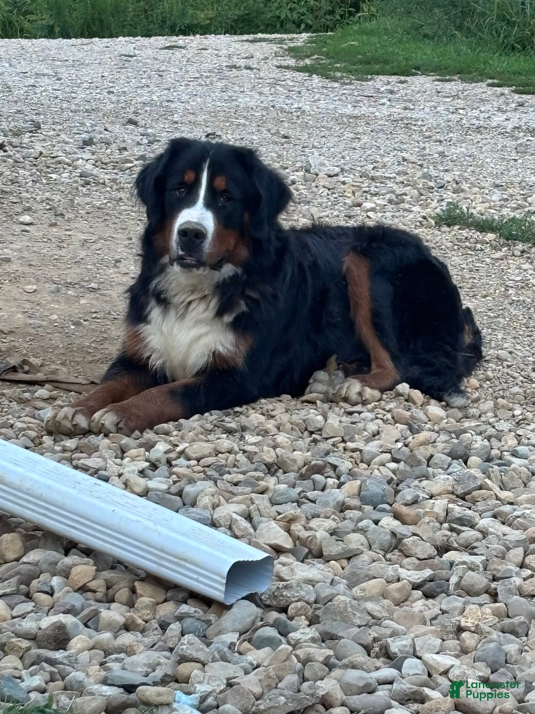 Mixed Breed dogs for sale: Tibetan Mastiff/Bernese Mountain Dog Male 2 - Ad 29